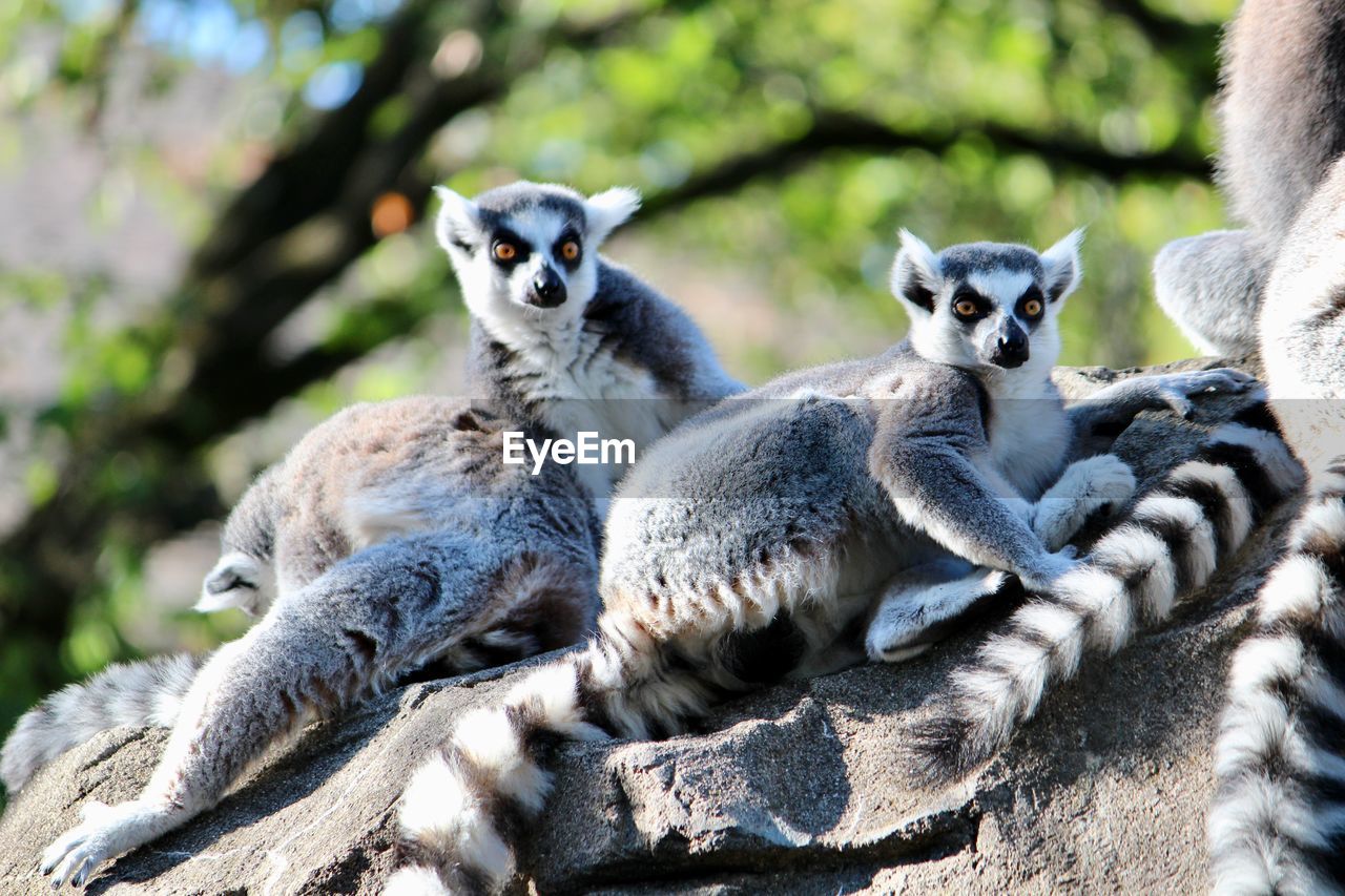 Lemurs on rock