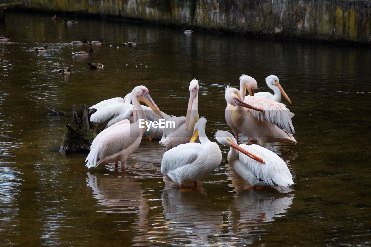 VIEW OF SWANS IN LAKE