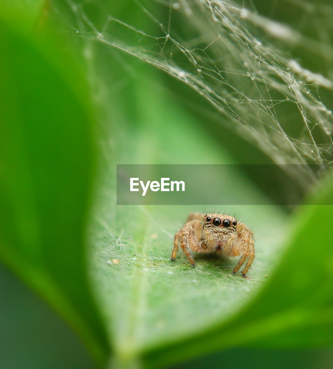 Close-up of spider on leaf