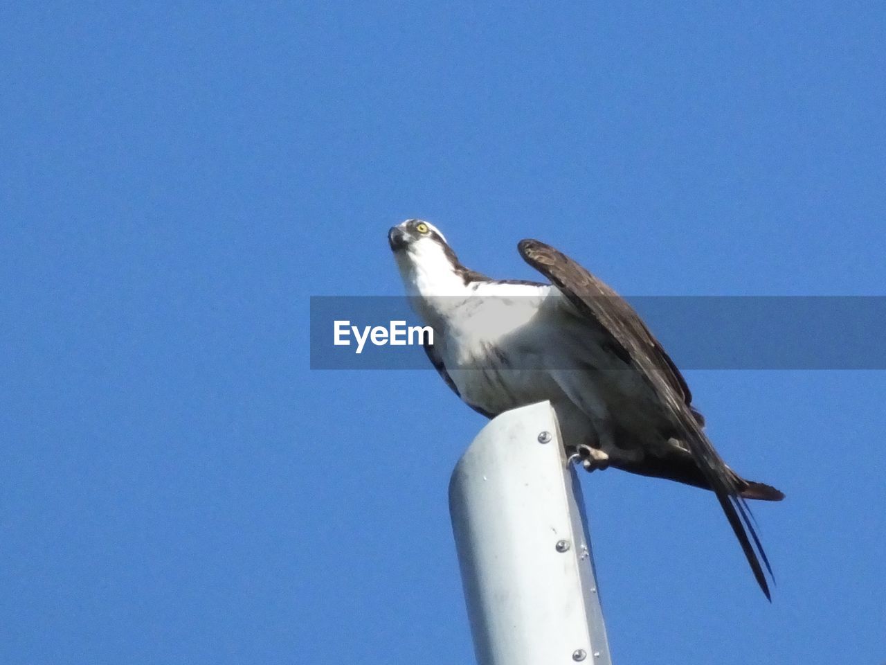 LOW ANGLE VIEW OF SEAGULL PERCHING ON A CLEAR SKY