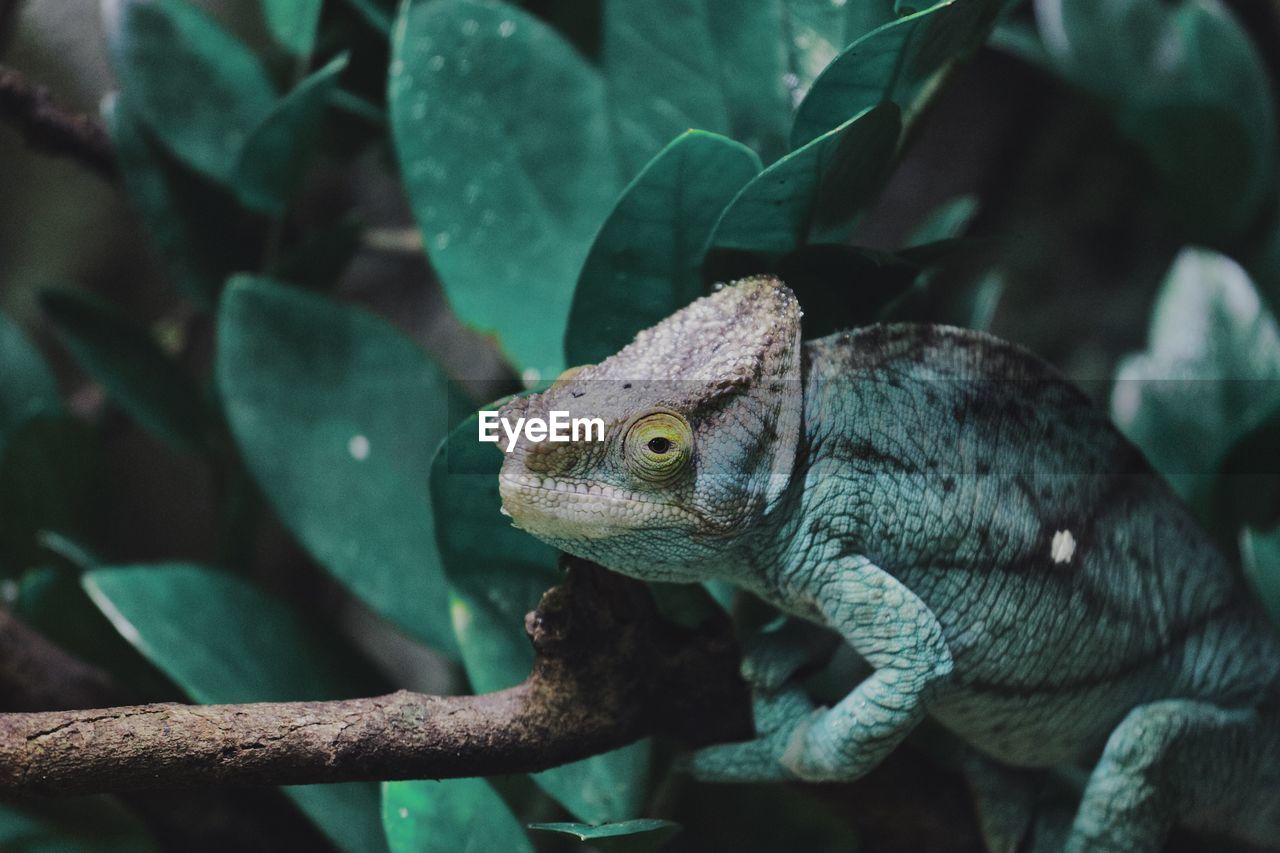 Close-up of a lizard on branch