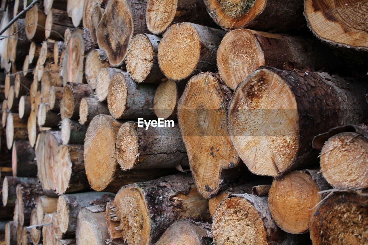 STACK OF FIREWOOD IN FOREST