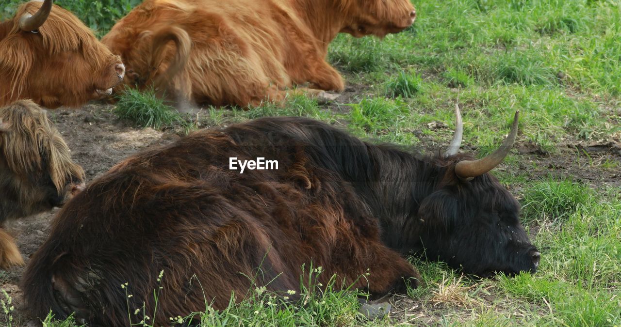 HORSES IN A FARM