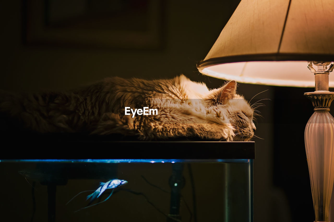 Close-up of cat sleeping by illuminated electric lamp on fish tank at home