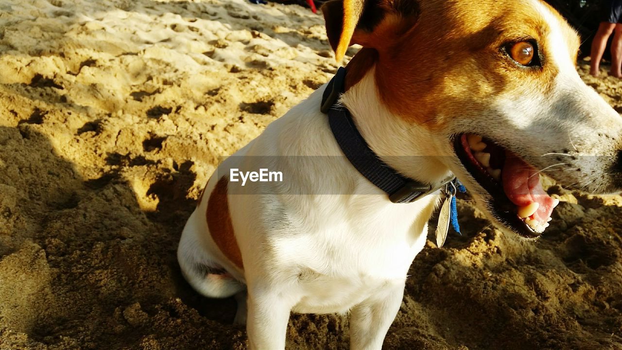 CLOSE-UP OF DOG YAWNING IN MOUTH