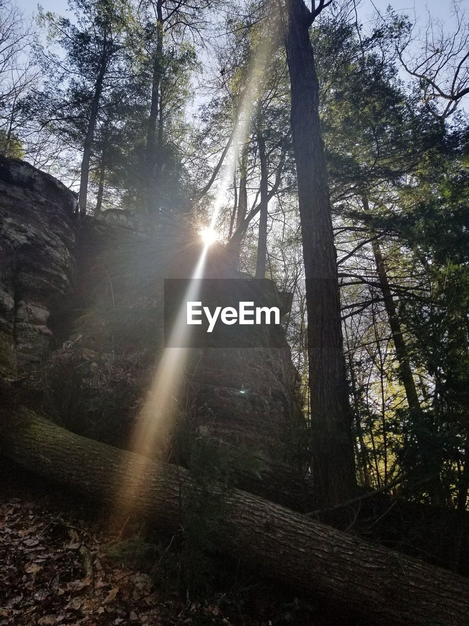 VIEW OF TREES IN FOREST