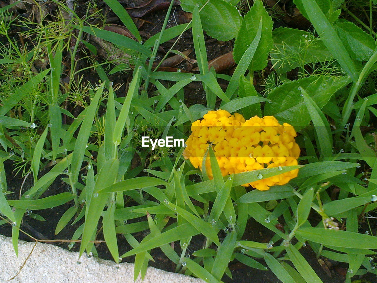 CLOSE-UP OF YELLOW FLOWER