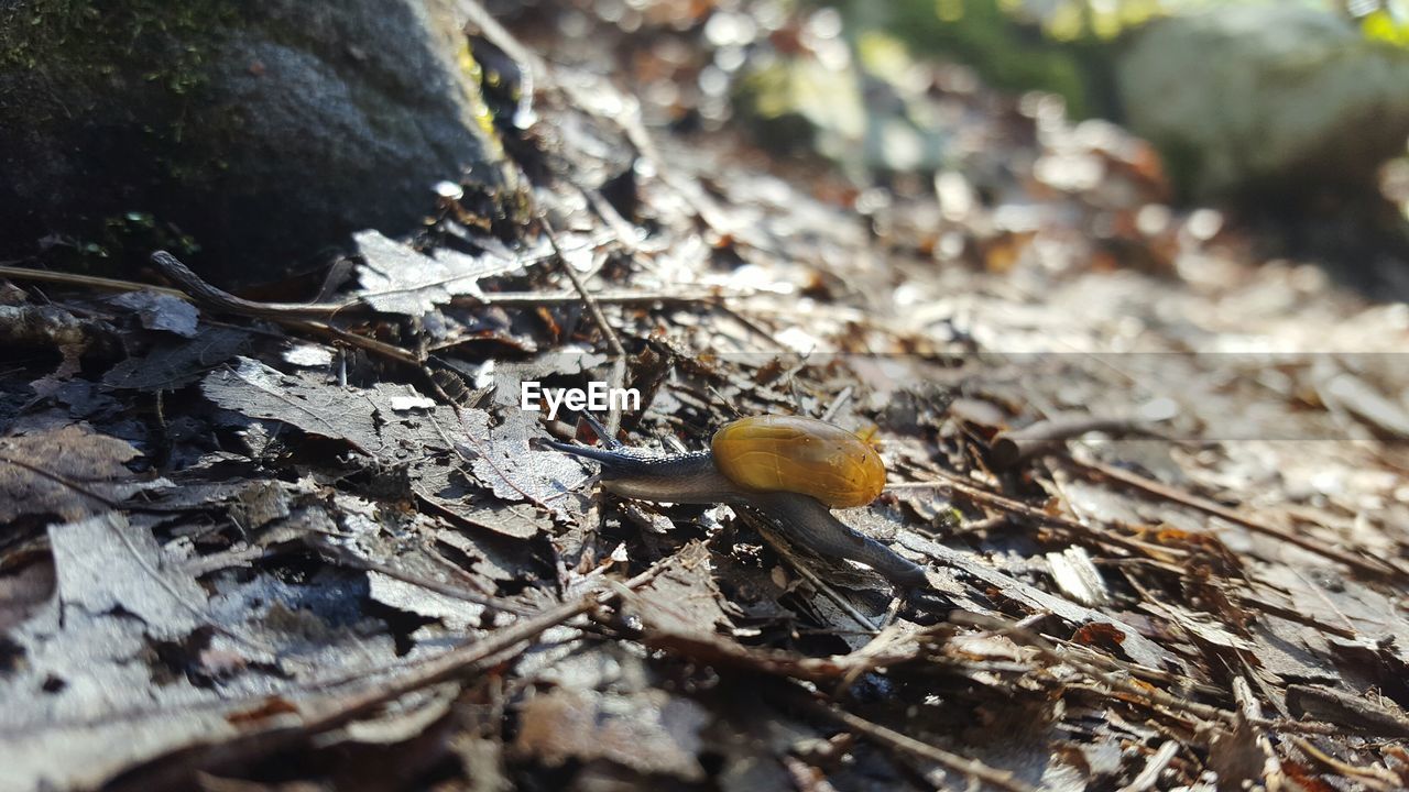 Snail on field