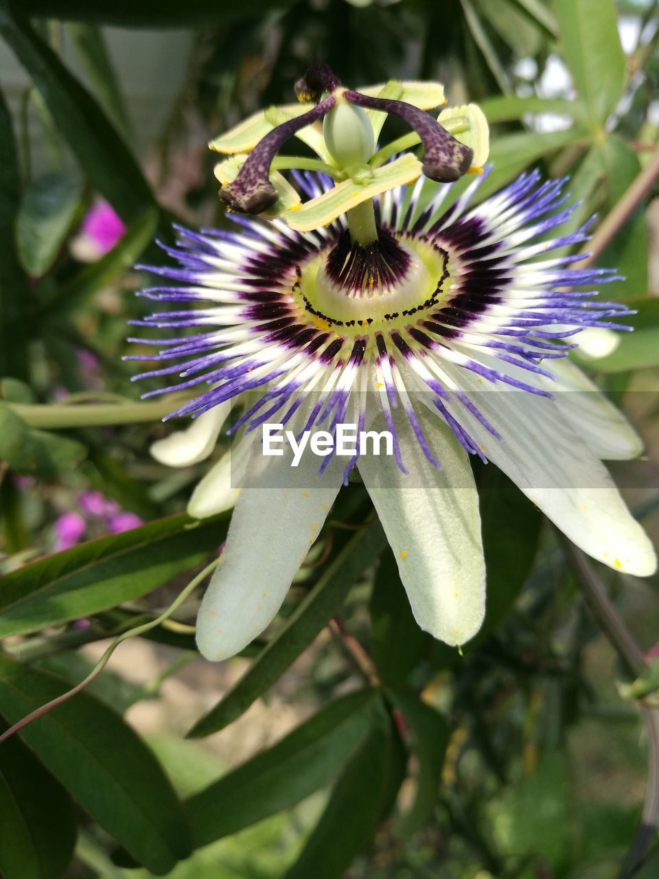 CLOSE-UP OF FRESH PURPLE FLOWER BLOOMING OUTDOORS