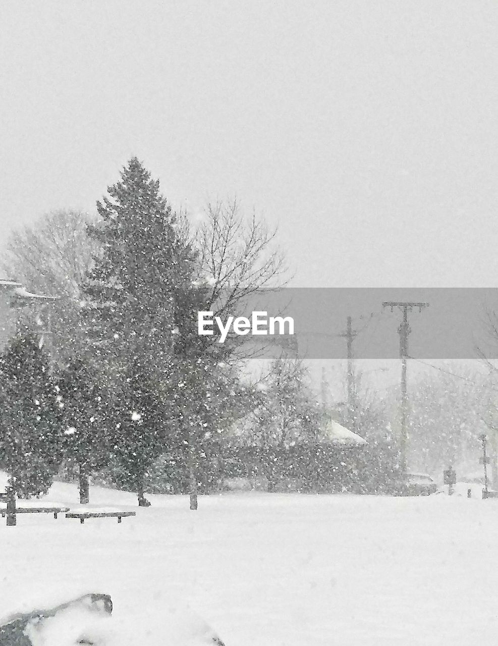 TREES ON SNOW COVERED FIELD AGAINST SKY