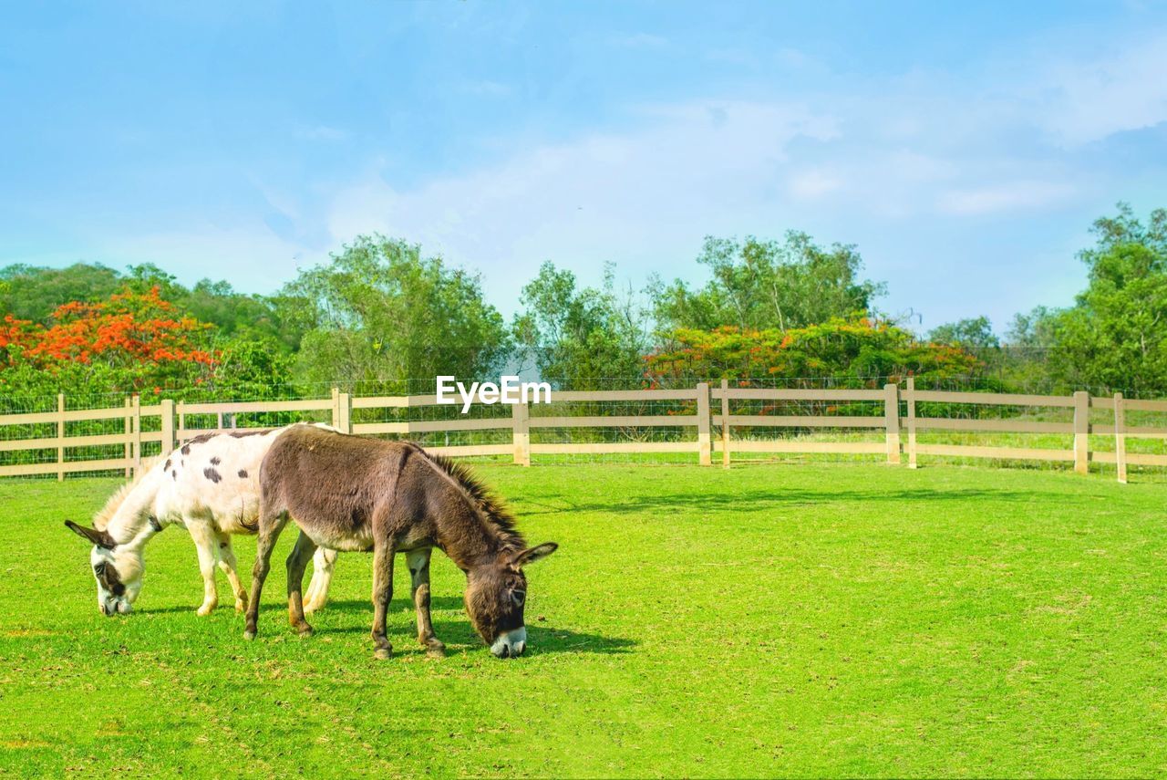 HORSES GRAZING ON FIELD