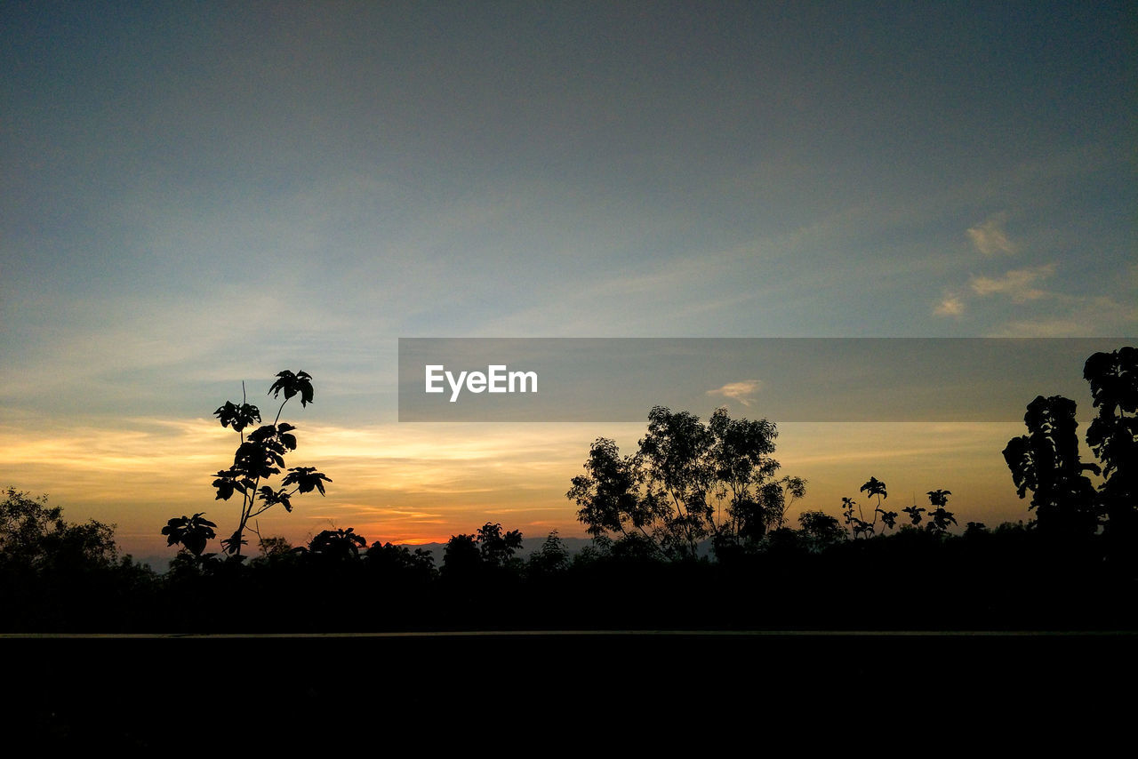 SILHOUETTE TREES AGAINST SKY DURING SUNSET