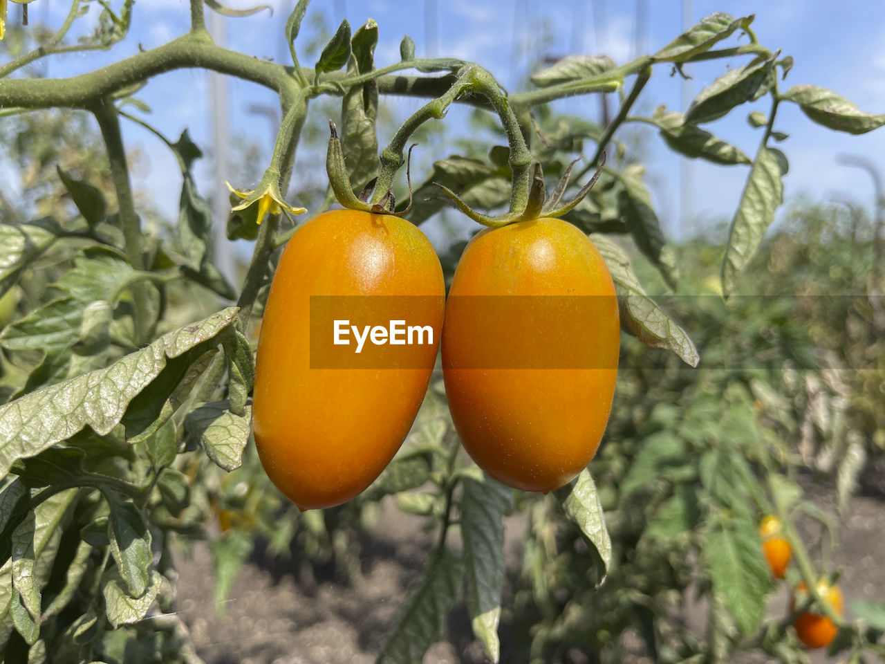 food, food and drink, healthy eating, fruit, freshness, plant, agriculture, growth, wellbeing, tree, nature, produce, leaf, citrus fruit, vegetable, plant part, fruit tree, no people, orange color, ripe, close-up, flower, citrus, organic, crop, tomato, day, outdoors, focus on foreground, branch, farm, juicy, hanging, persimmon, plum tomato, landscape, tangerine, yellow, group of objects