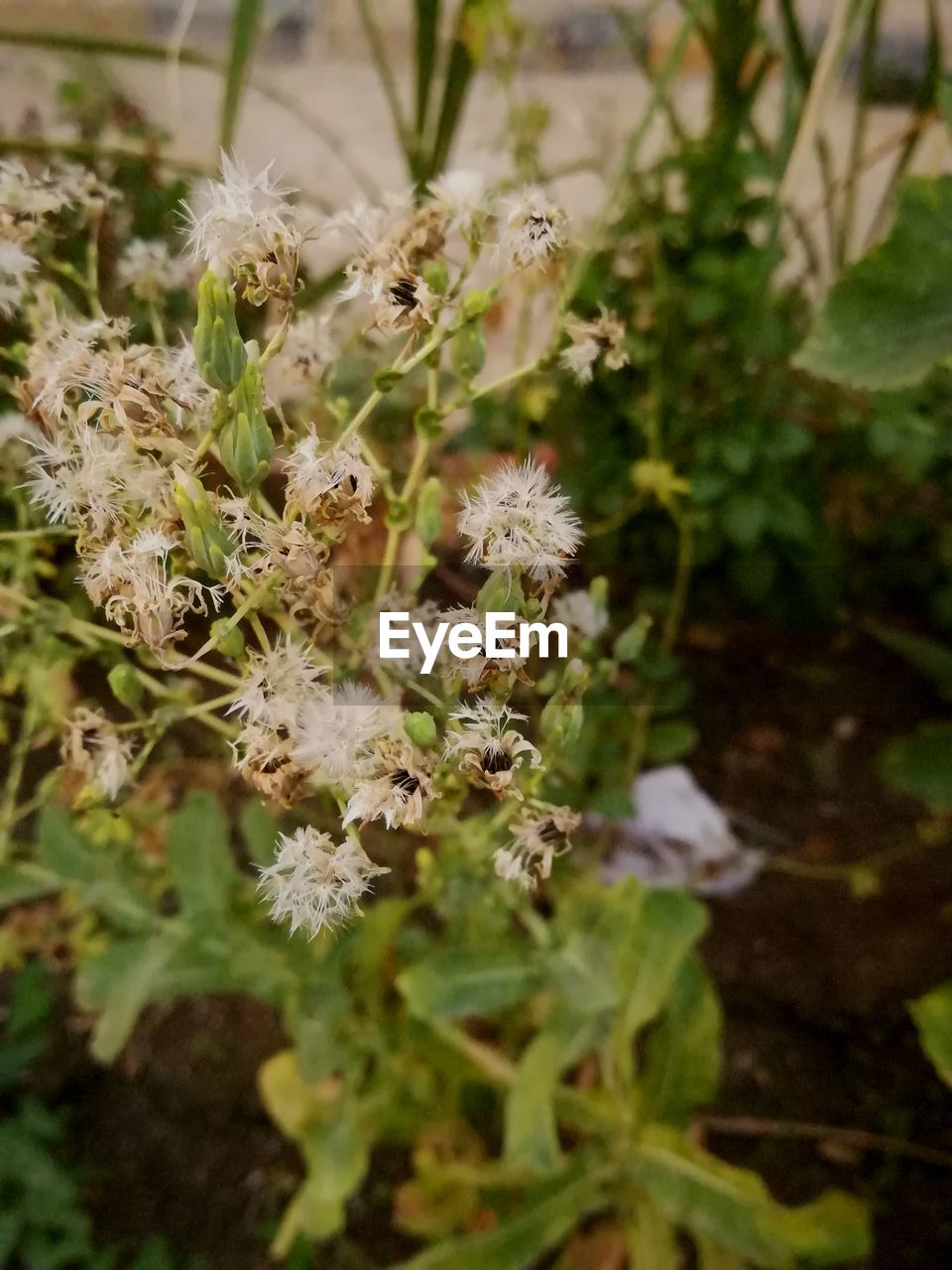 CLOSE-UP OF FLOWERS GROWING ON PLANT