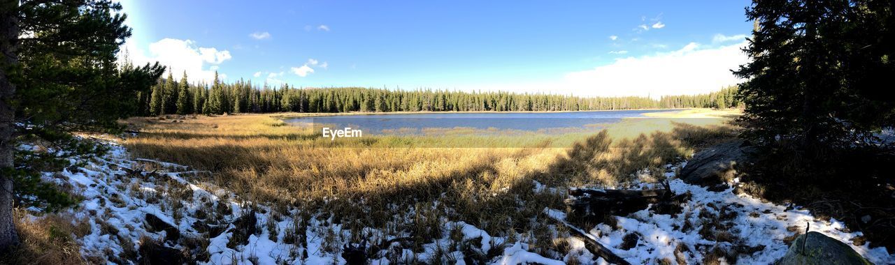 PANORAMIC SHOT OF TREES ON SNOW COVERED LAND