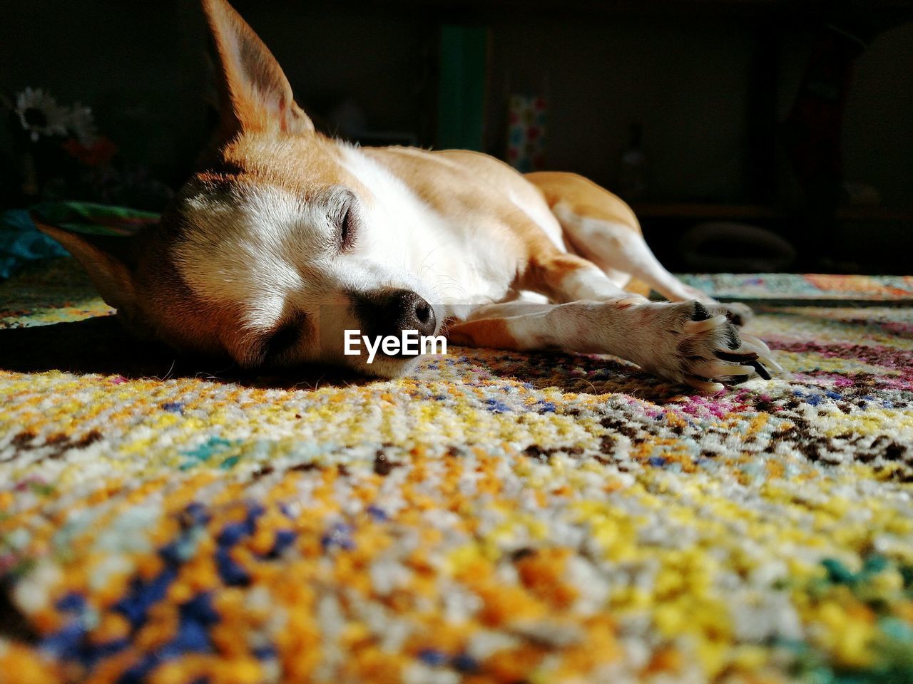 CLOSE-UP OF A SLEEPING DOG