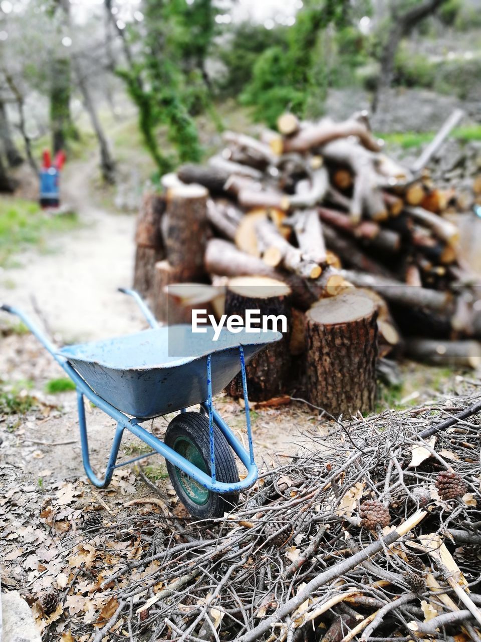 Wheelbarrow by logs on field in forest