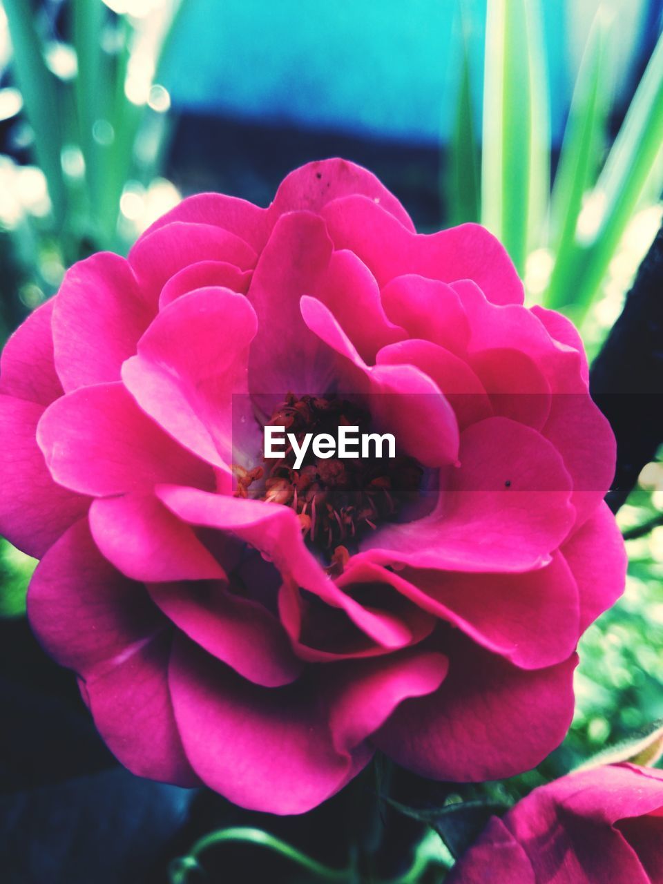 CLOSE-UP OF PINK FLOWER