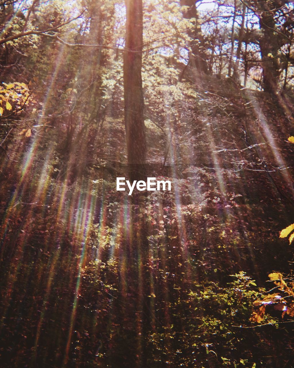 Low angle view of trees in forest