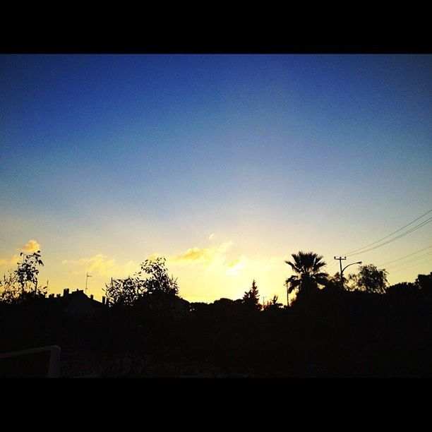 SILHOUETTE OF TREES AT SUNSET