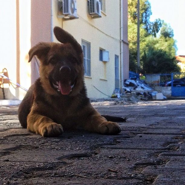 CLOSE-UP OF PUPPY