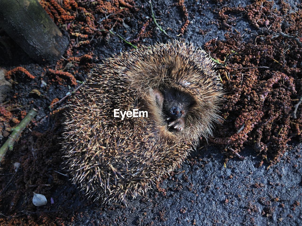 High angle view of an animal hedgehog on rock