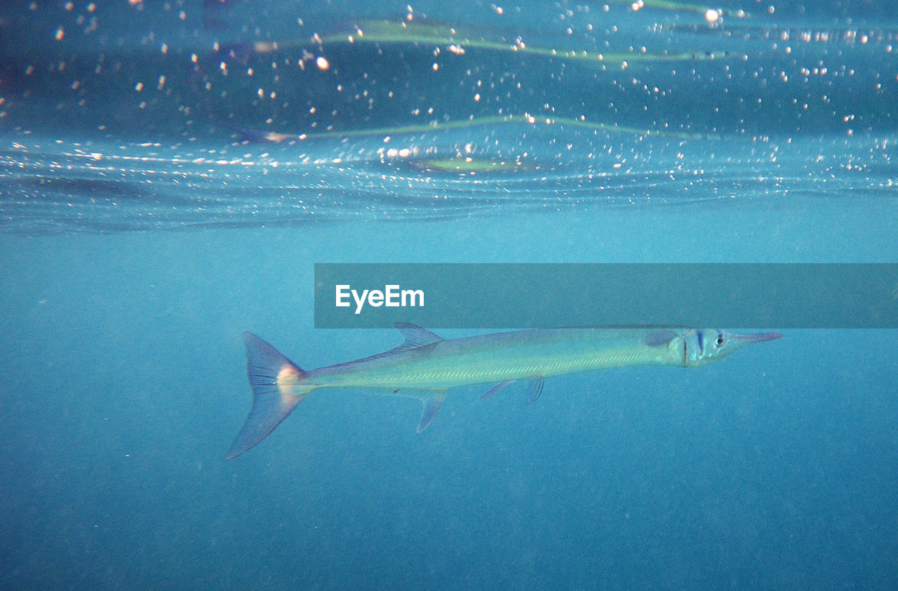 View of fish underwater