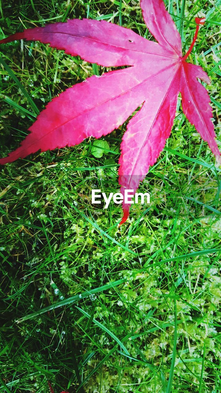 HIGH ANGLE VIEW OF LEAVES ON GRASS