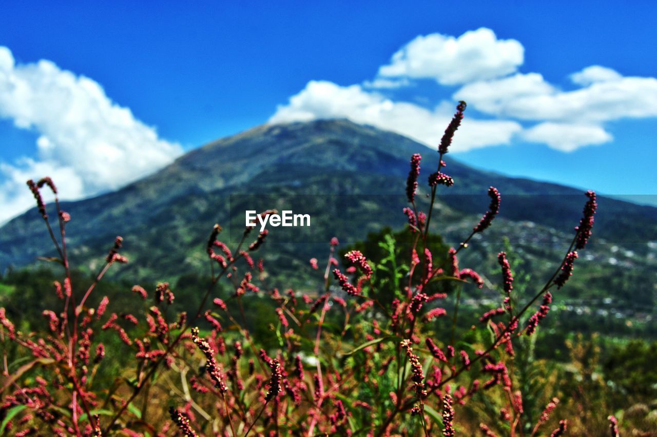 CLOSE-UP OF PLANTS AGAINST MOUNTAIN