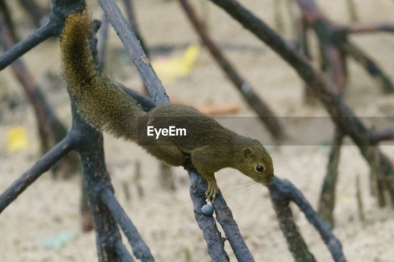 CLOSE-UP OF SQUIRREL