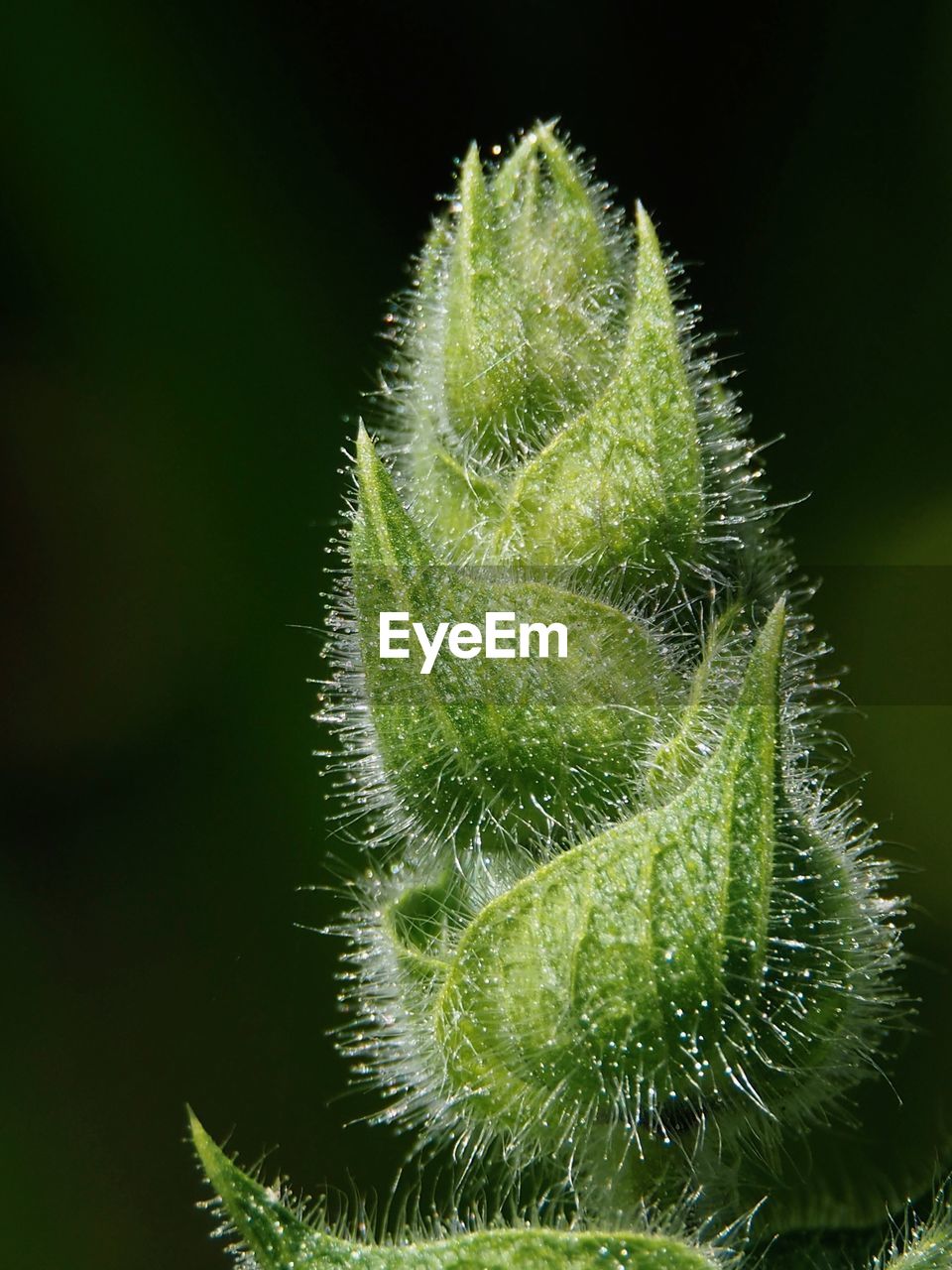 Close-up of wet plant