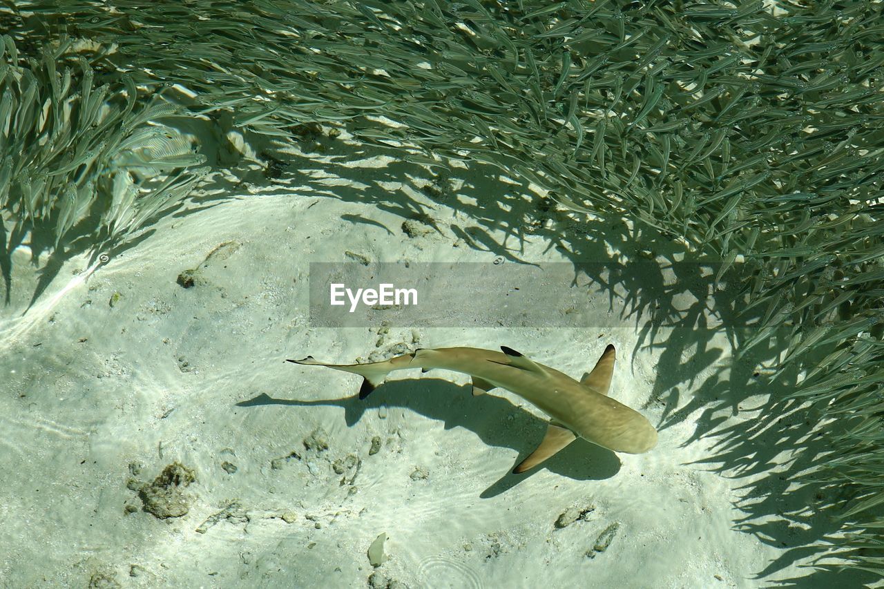 Directly above shot of shark swimming in sea