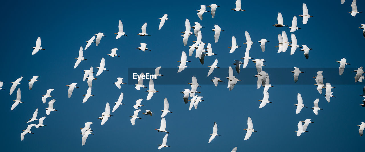 LOW ANGLE VIEW OF BLUE SKY AND FLYING AGAINST CLEAR BACKGROUND