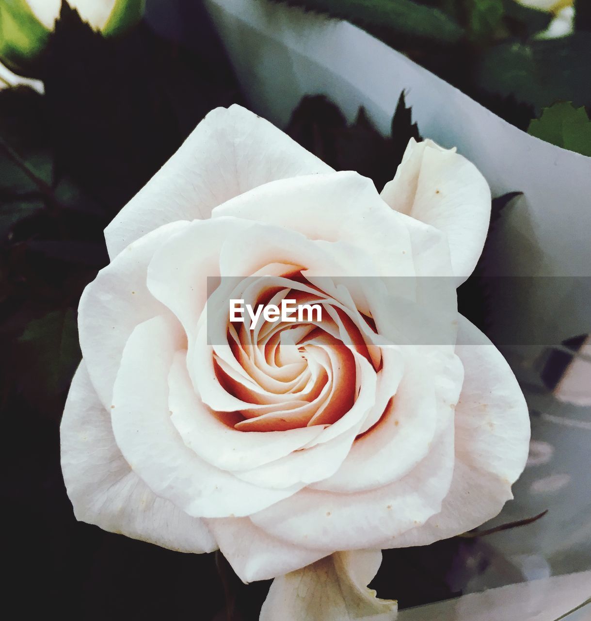 CLOSE-UP OF ROSE BLOOMING OUTDOORS