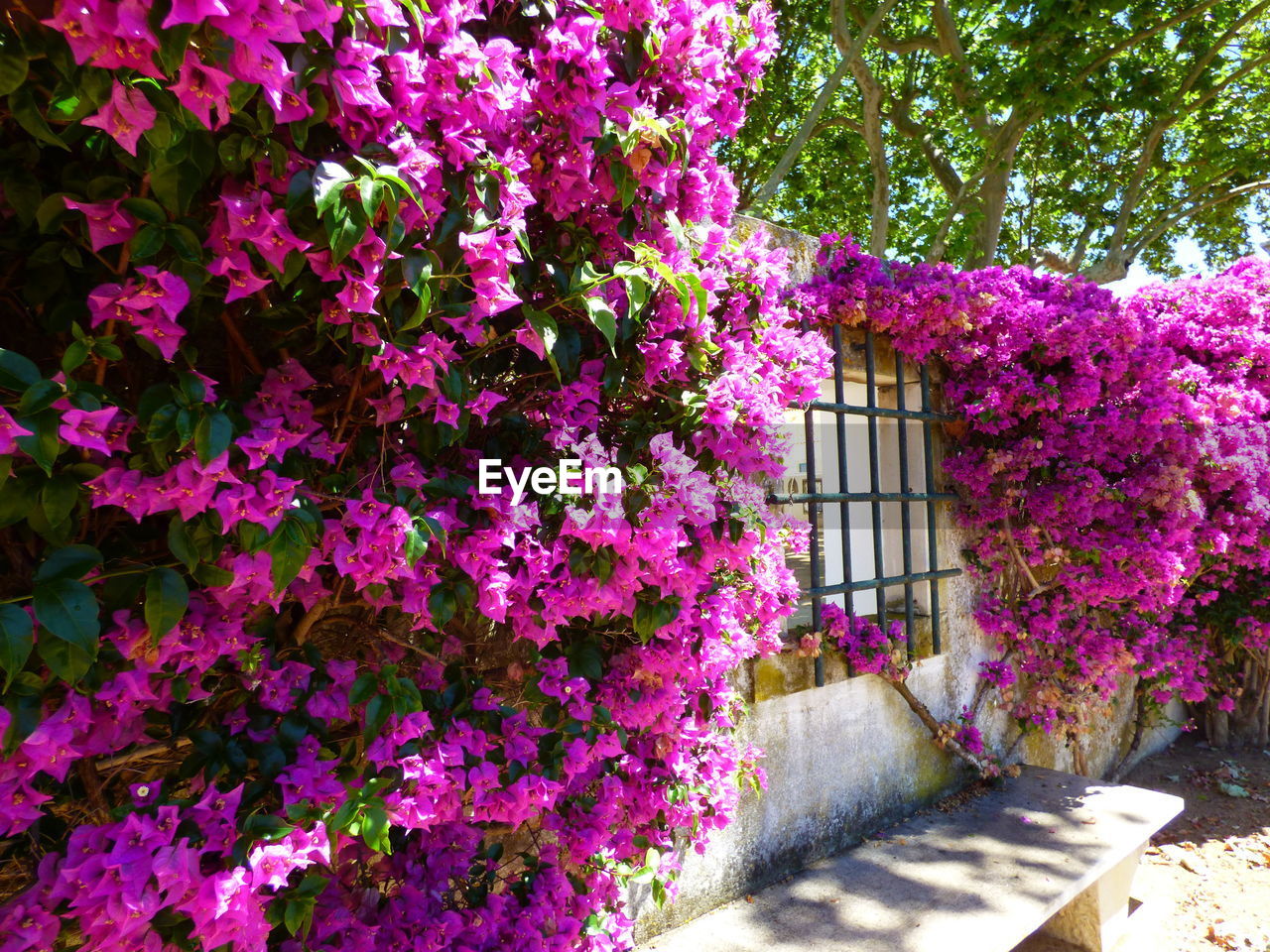 PINK FLOWERS BLOOMING IN PARK