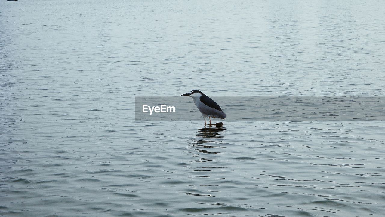 VIEW OF BIRDS IN WATER