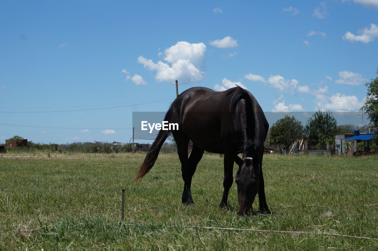 Horse grazing in pasture