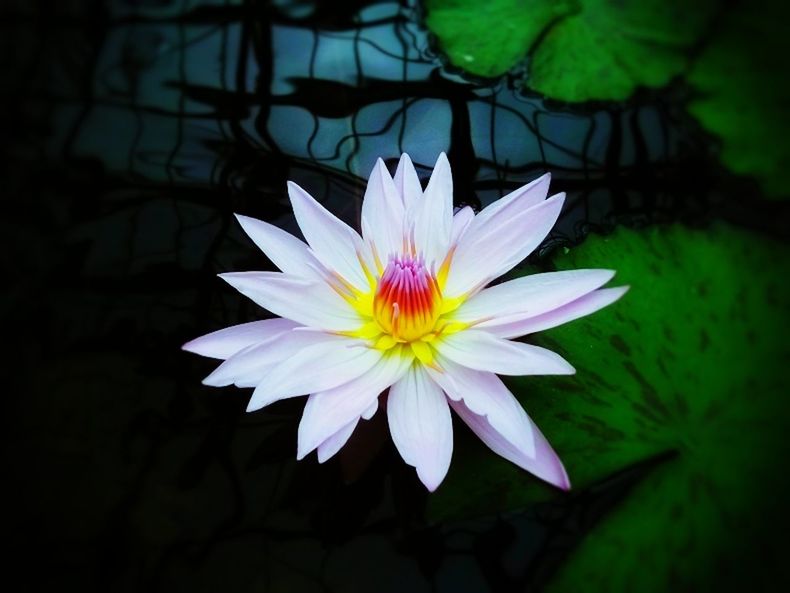 CLOSE-UP OF LOTUS WATER LILY IN POND