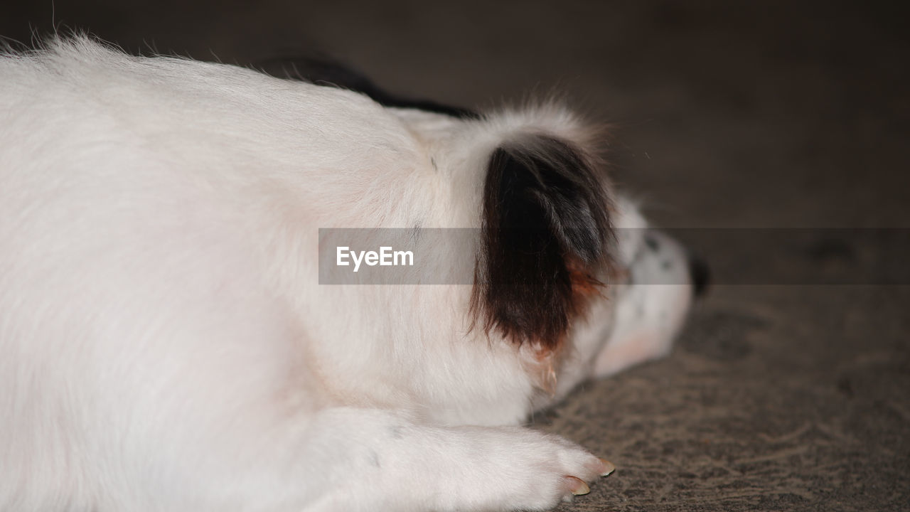 CLOSE-UP OF A DOG WITH EYES