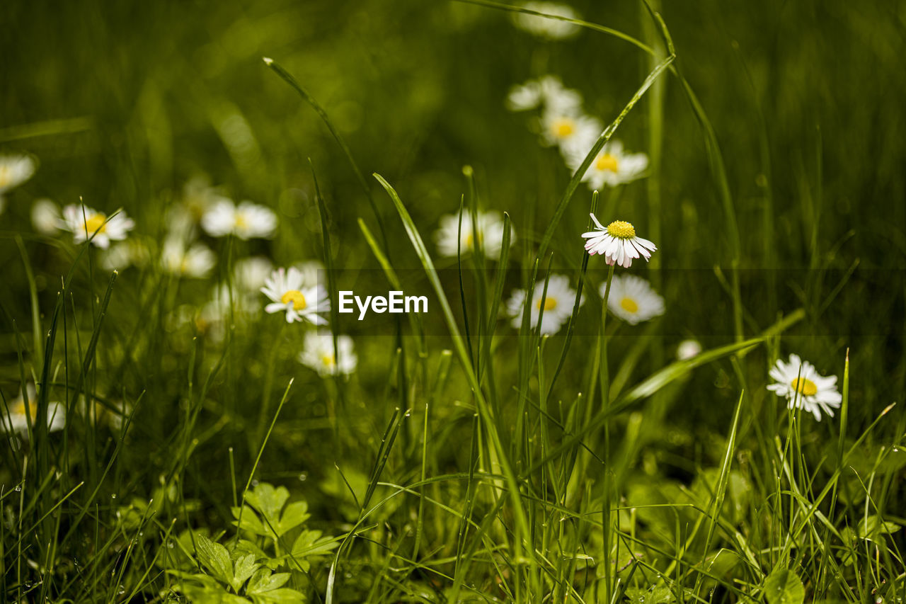 Close-up of white flowering plants on field