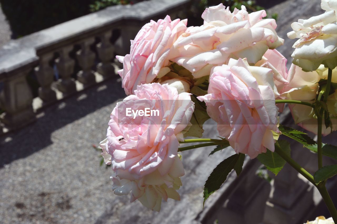 Close-up of pink flowers