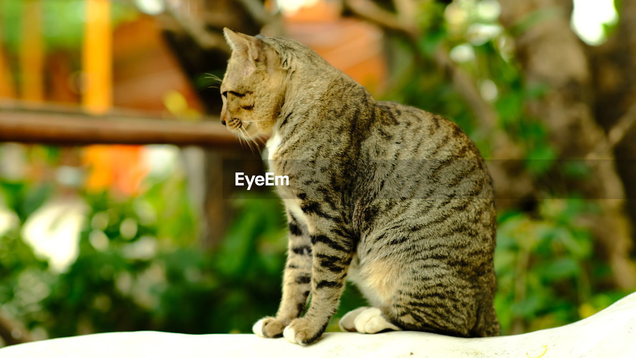 SIDE VIEW OF A CAT LOOKING AWAY OUTDOORS