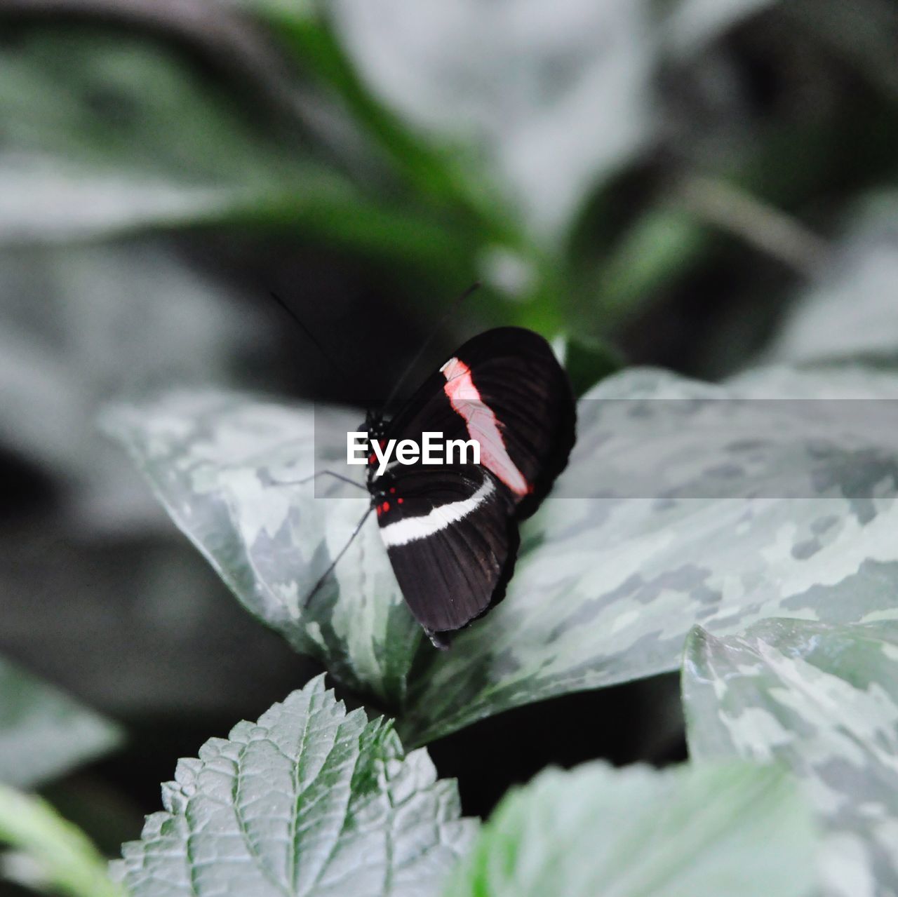 Close-up of butterfly on flower