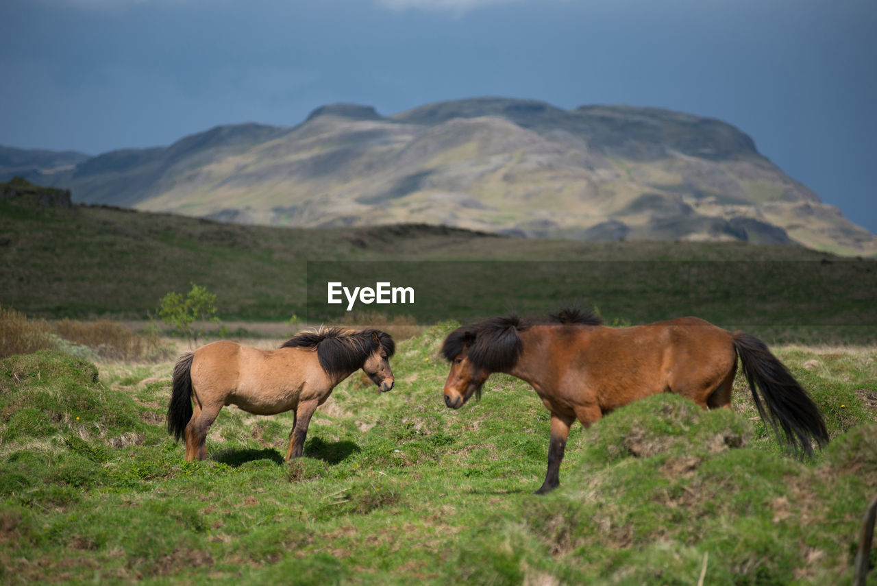 Icelandic horses grazing in the highlands, iceland