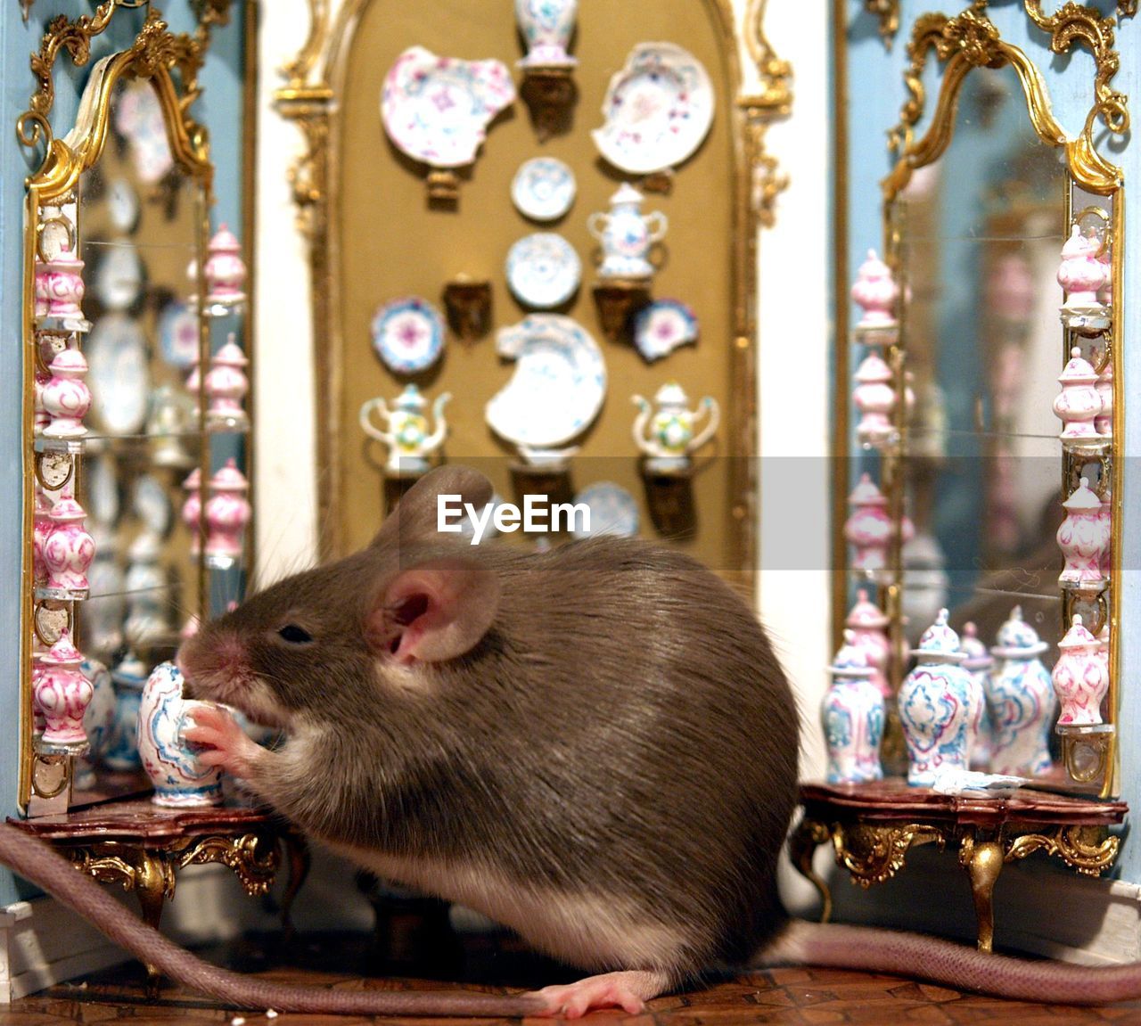 Close-up of mouse eating crockery in house model