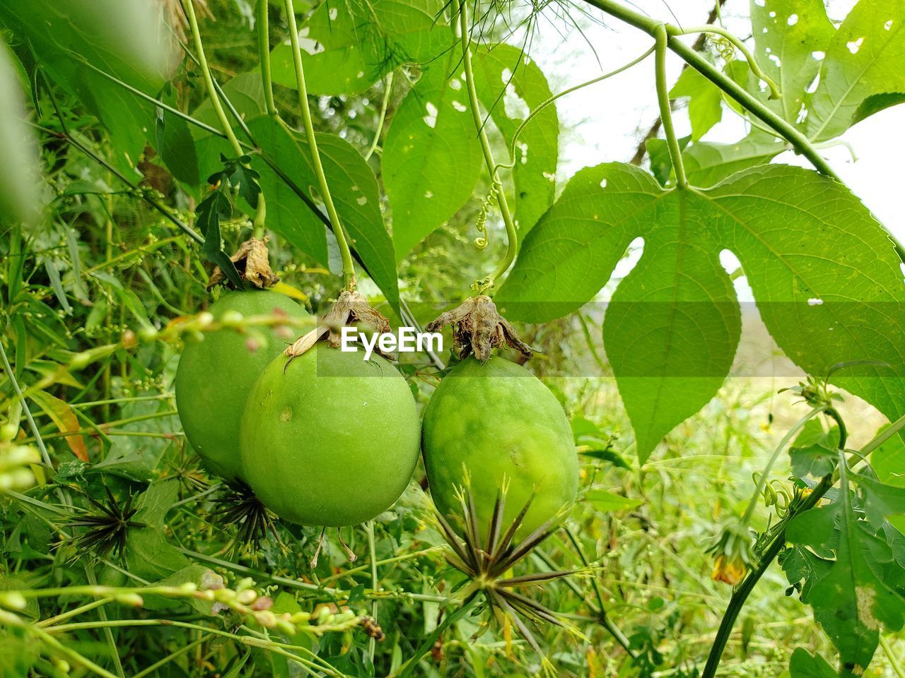 CLOSE-UP OF APPLES