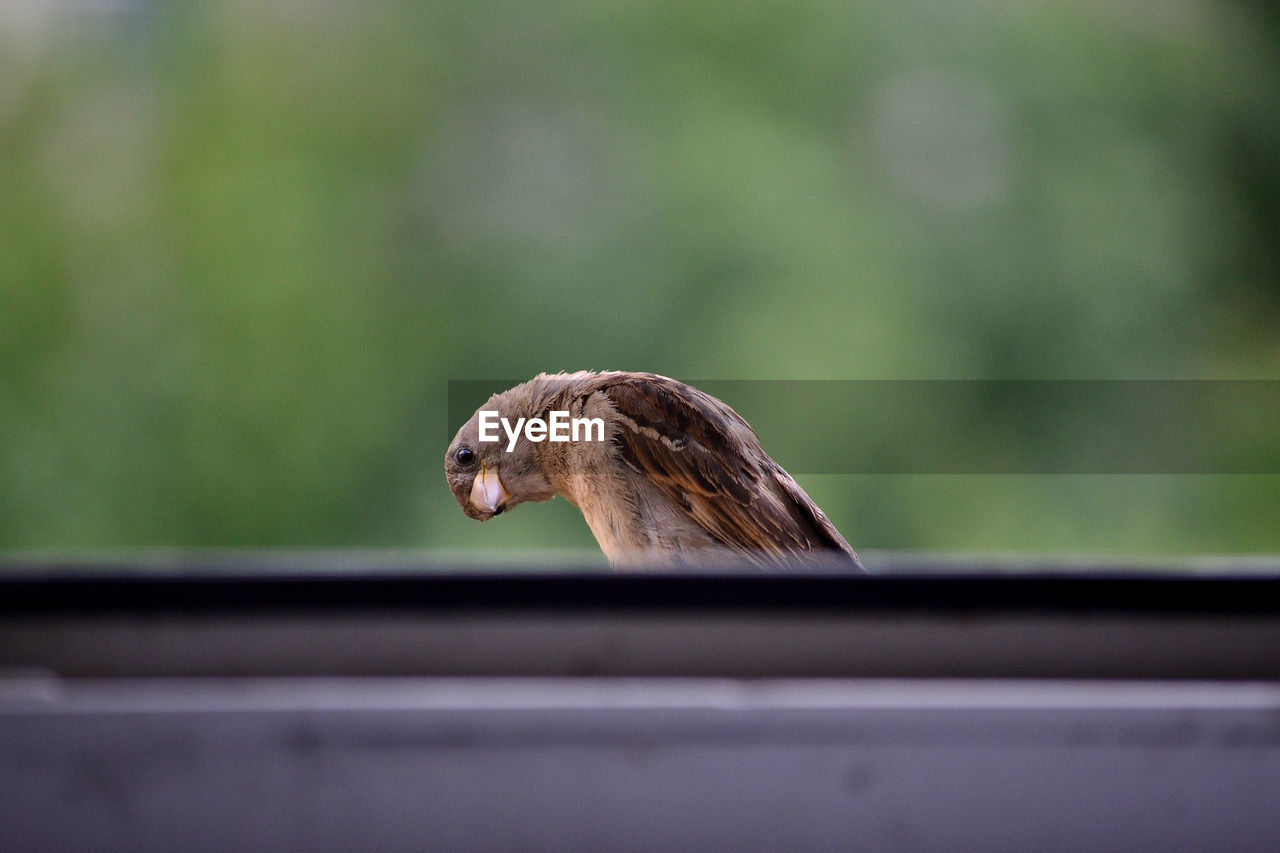 Close-up of bird perching outdoors