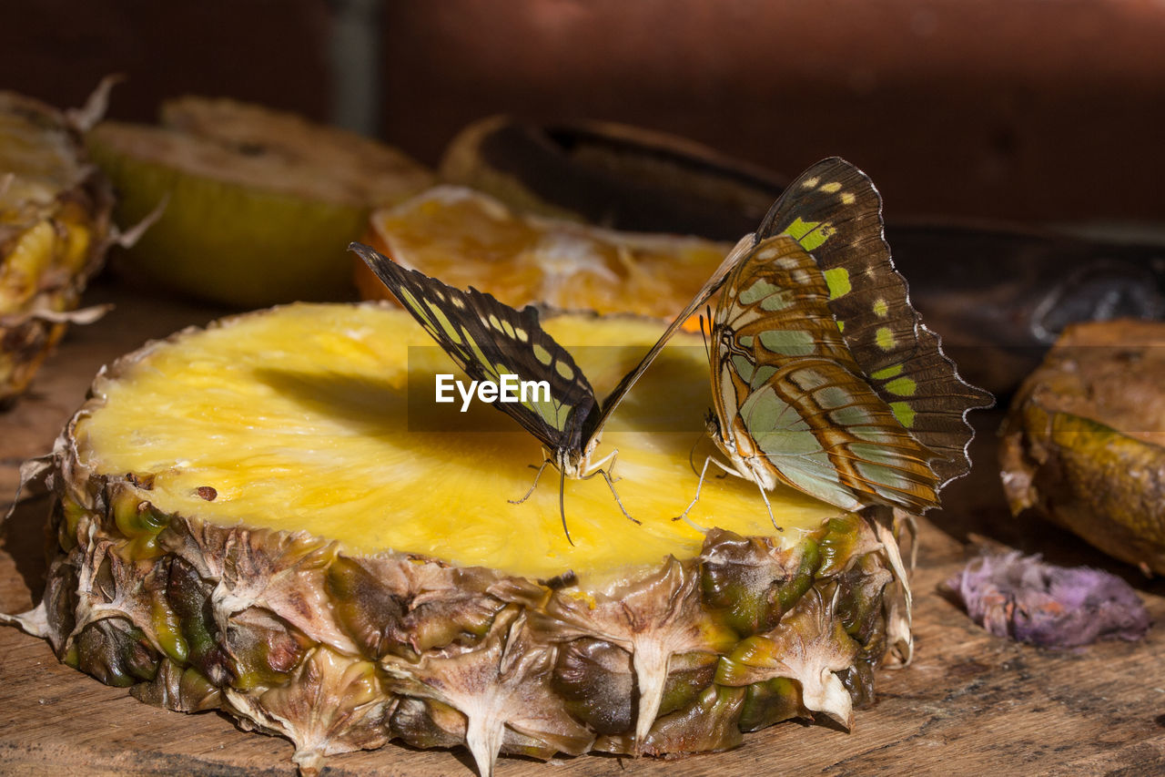 Close-up of butterflies pollinating on pineapple