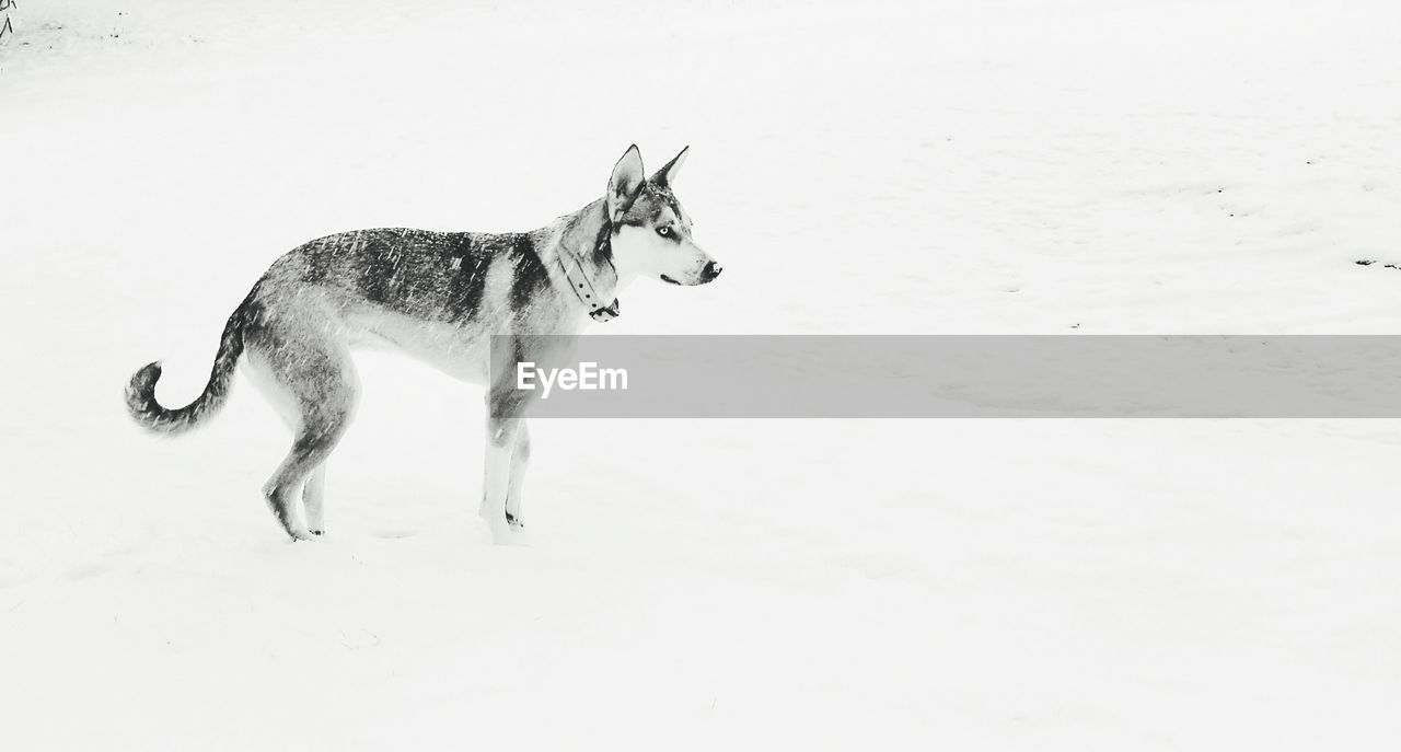 Beautiful dog on a cold winter snowy day.  