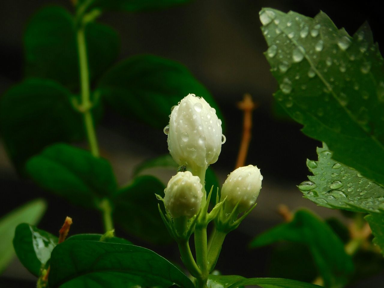 Close-up of flower blooming outdoors